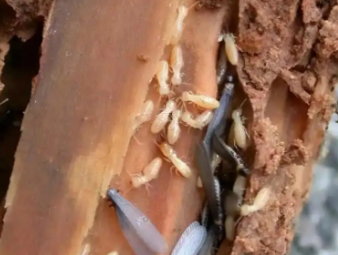 房县白蚁防治公司分享电气设备防虫防护，杜绝白蚁引发电路安全隐患